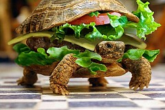 Il déguise sa tortue en burger pour prendre l'avion